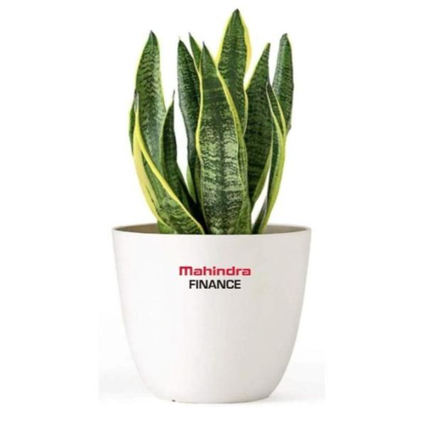 Alexvyan Ceramic Plant Pots