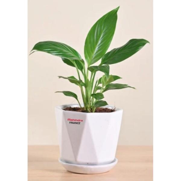 Ugaoo Peace Lily Plan